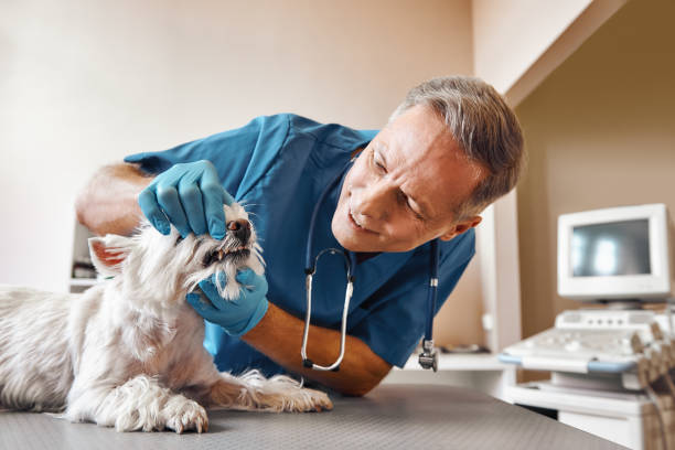 Best Urgent Care for Lost Fillings or Crowns in Kingsland, TX